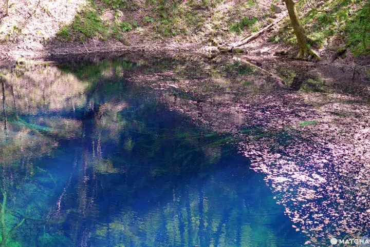 呈現寶藍色的青池