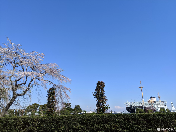 橫濱山下公園冰川丸和櫻花