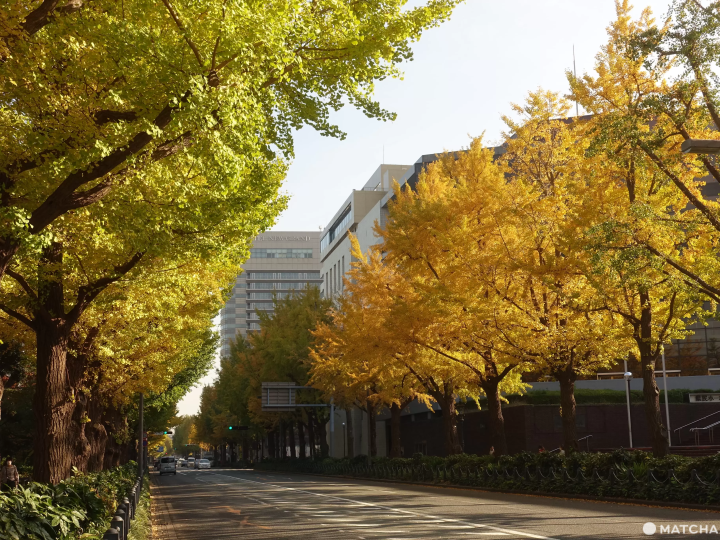 橫濱山下公園旁銀杏
