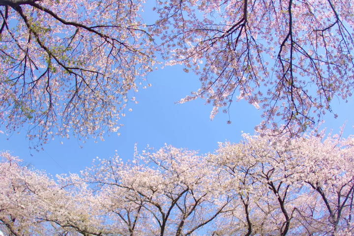 岩倉桜まつり
