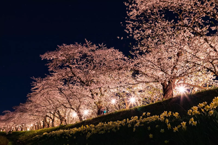 夜桜