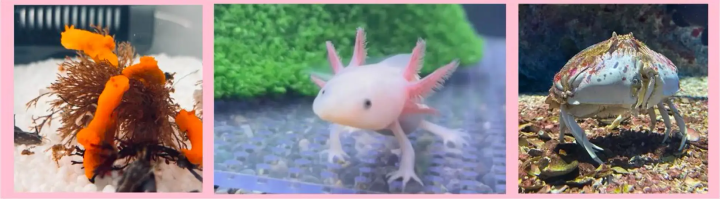 すみっこぐらし水族館　見どころ