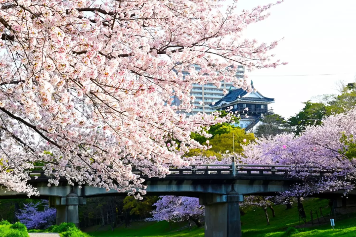 岡崎城公園内　桜