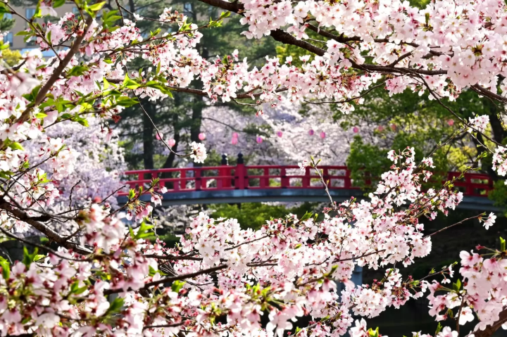 伊賀川　桜