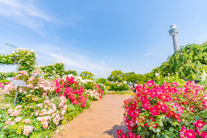 未來薔薇園盛開的玫瑰