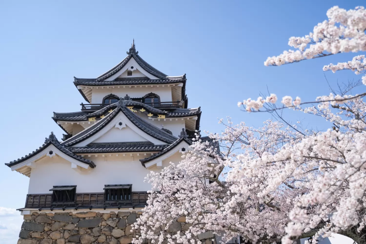 充分遊覽 彥根的觀光景點＆當地美食推薦11選