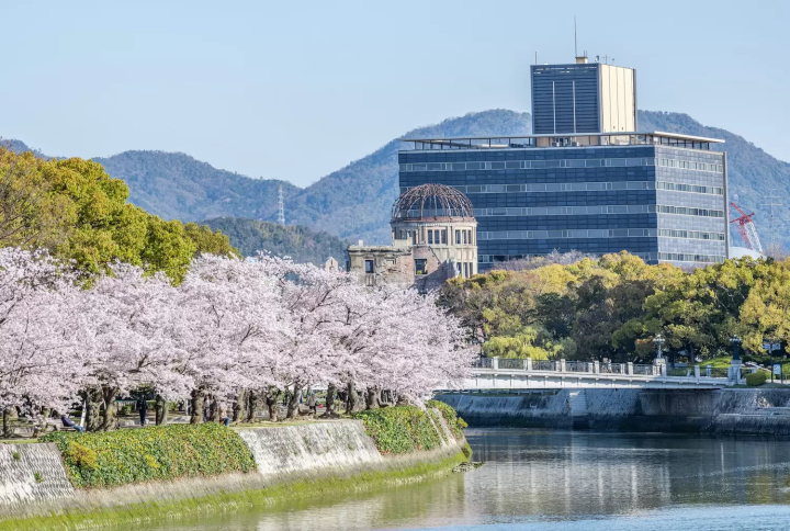 Peace Memorial Park Cherry Blossoms