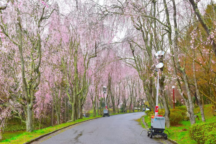 Sera Fureai no Sato Cherry Blossoms