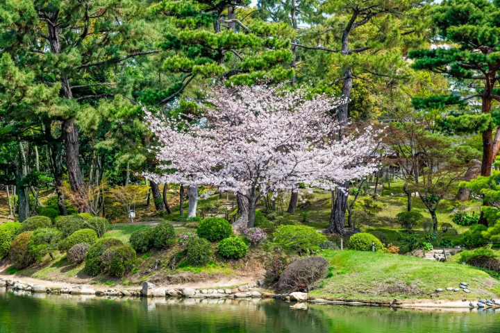Shukkeien Cherry Blossoms