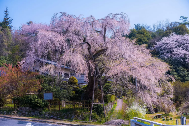 The Weeping Cherry Tree of Kanbara