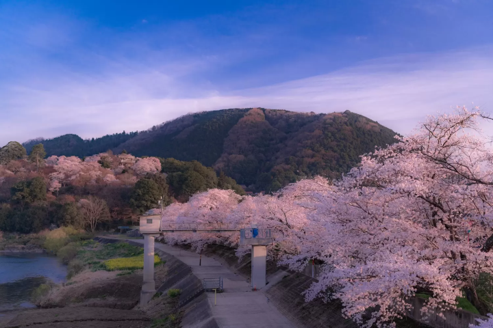 Ozekiyama Park Sakura