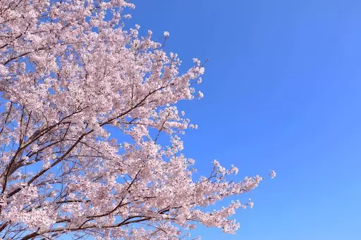 藍天與櫻花