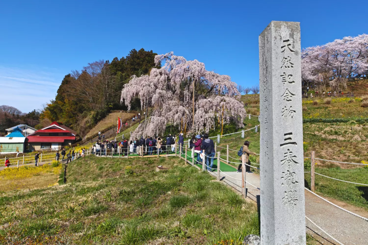 三春滝桜
