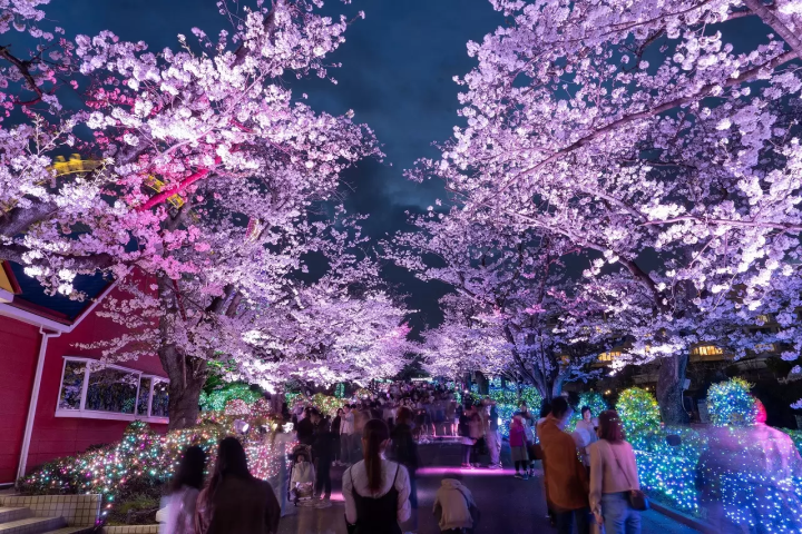 Tokyo Cherry Blossom Illumination