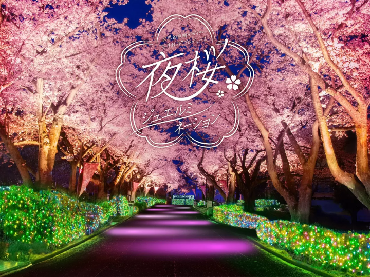 Tokyo Cherry Blossom Illumination