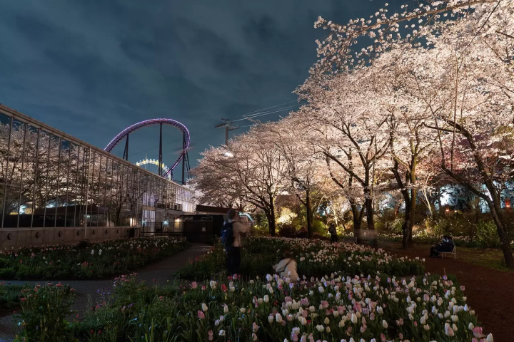 Tokyo Cherry Blossom Illumination