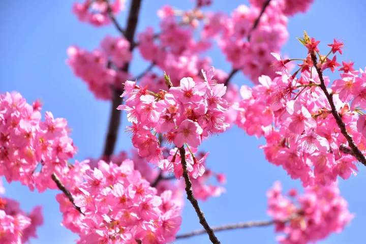 Tokyo Cherry Blossom Illumination