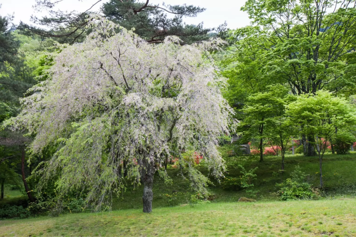 小田原　桜　峯自然