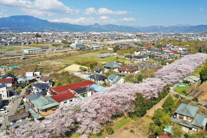 小田原　桜　田島桜の