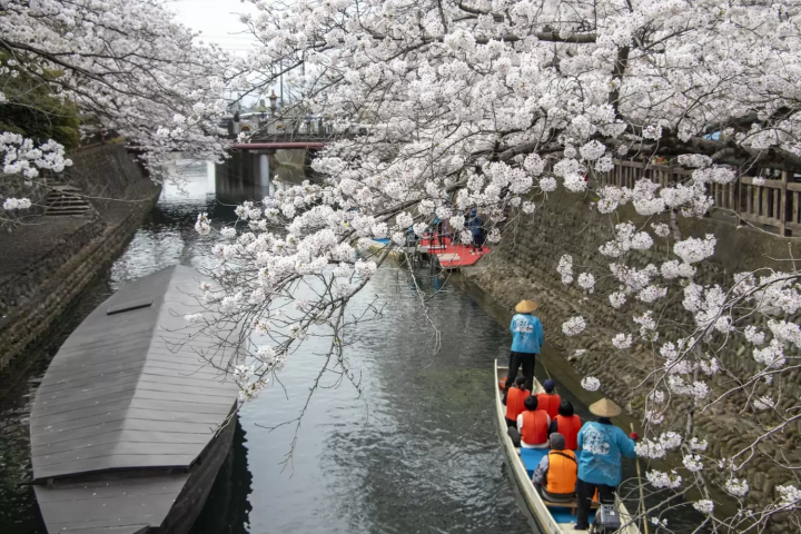 松尾芭蕉ゆかりの地「奥の細道むすびの地」周辺の桜と舟下り