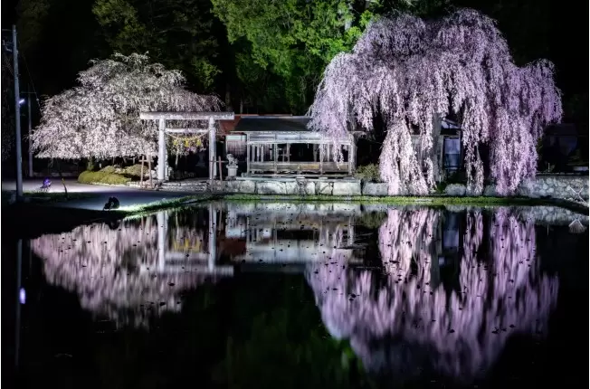 枝垂れ桜の里 桜