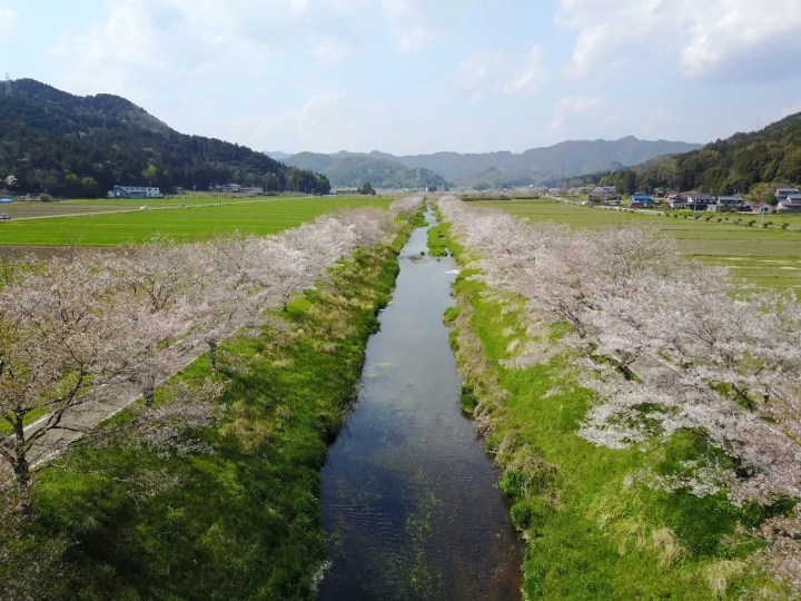 鳥羽川サイクリングロード 桜