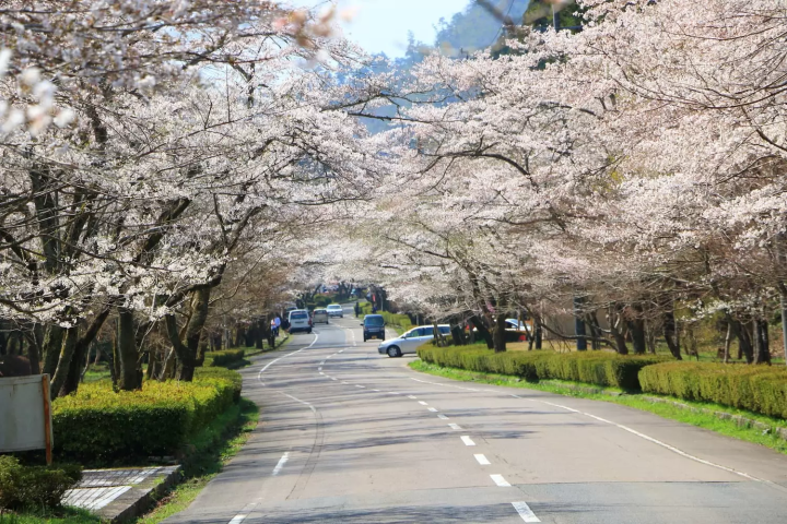 寺尾ヶ原千本桜公園 桜