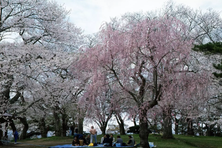 山形　櫻花