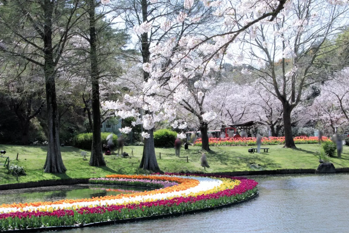 浜松フラワーパーク　桜