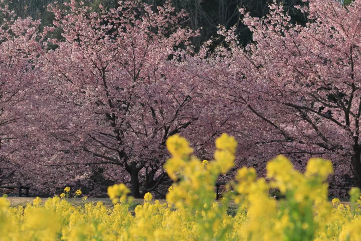 東大山・花川堤防沿い