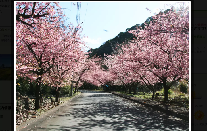 井田地区　桜
