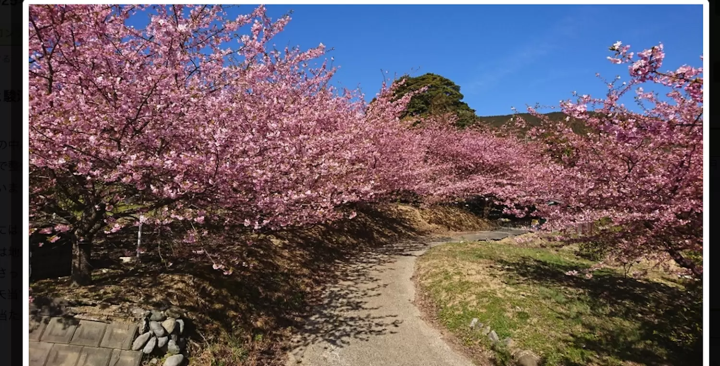 由比八千代 櫻花