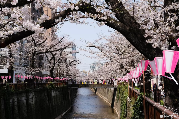 目黒川沿いの桜並木