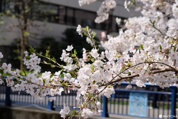中目黒の観光ガイド