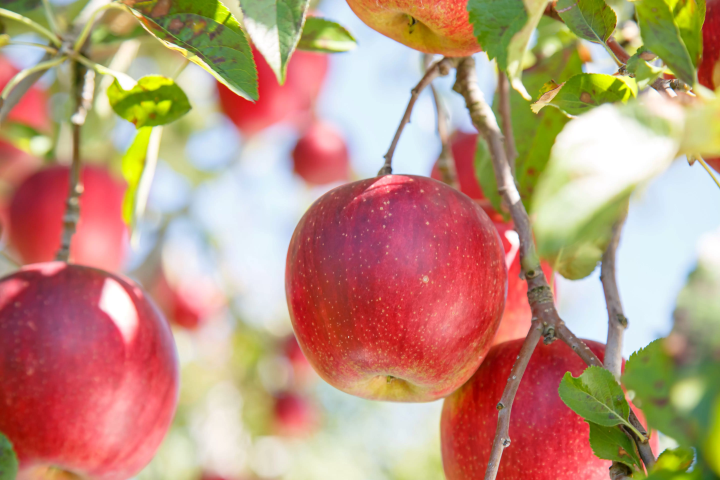 【群馬県川場村】道の駅川場田園プラザオススメお土産５選！
