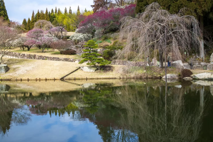 Sankeien Garden Sakura