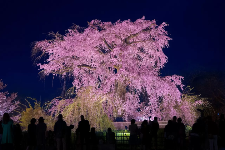 Maruyama Park Cherry Blossoms