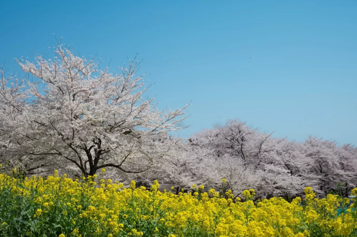 赤城南面千本桜