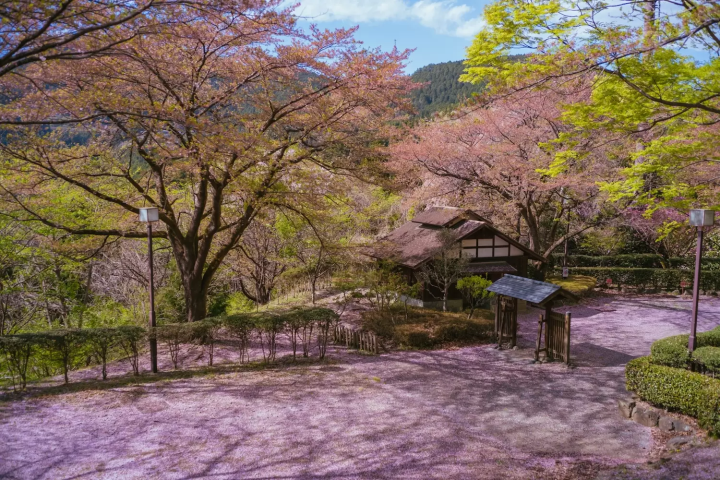 藤岡　桜山公園