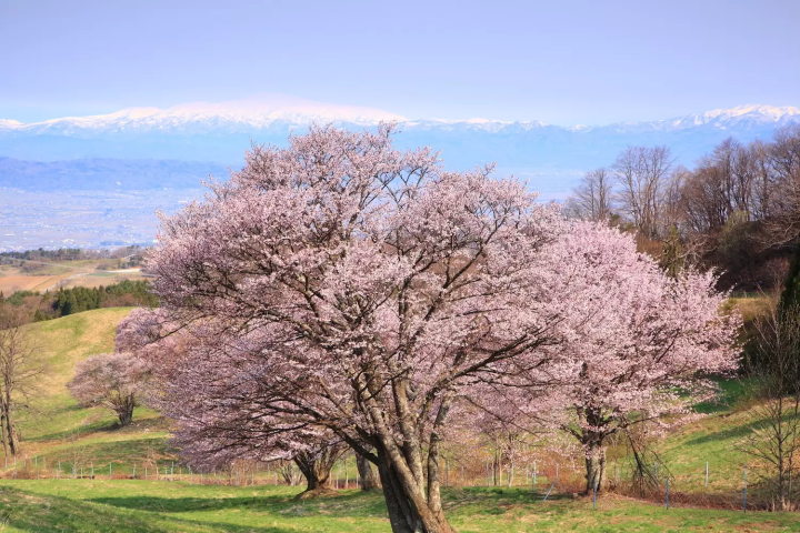 山形　櫻花
