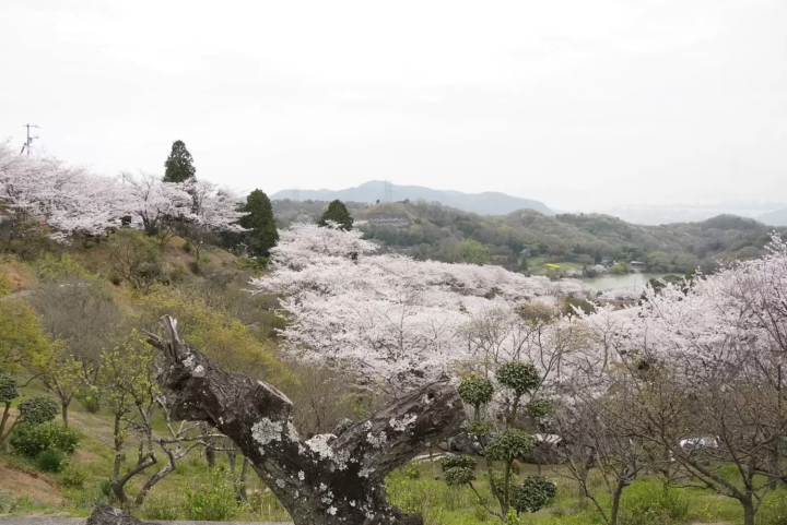 種松山公園西園地