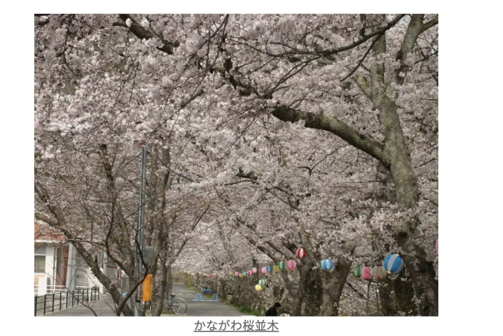 金川桜並木