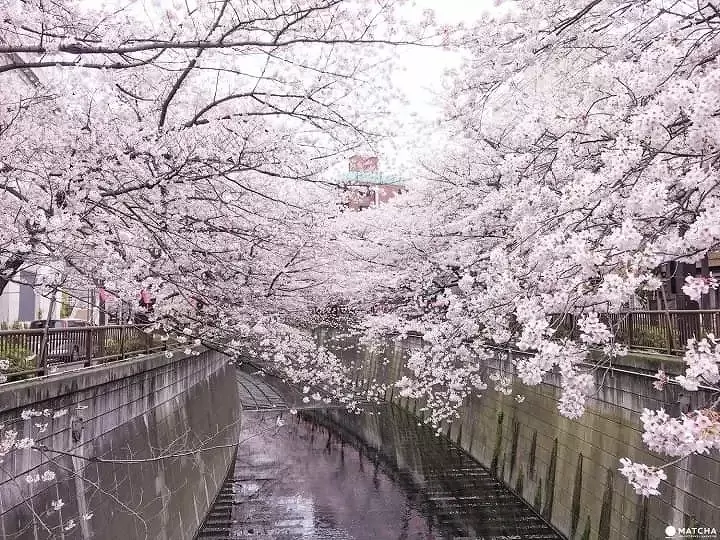 Meguro River cherry blossoms