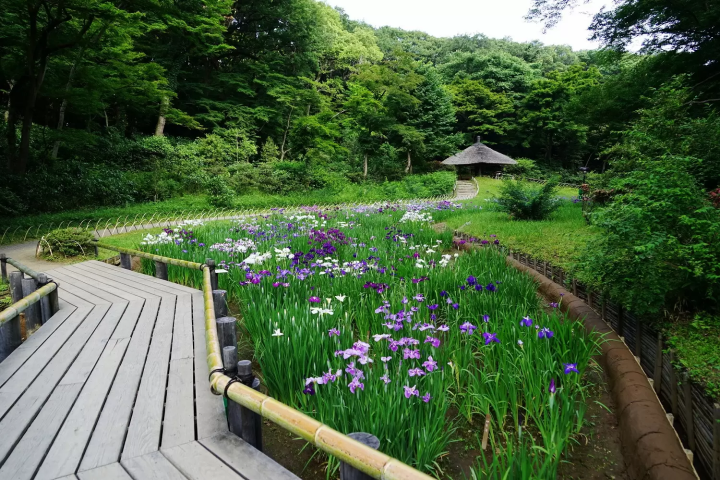 Meiji Jingu Shrine Garden