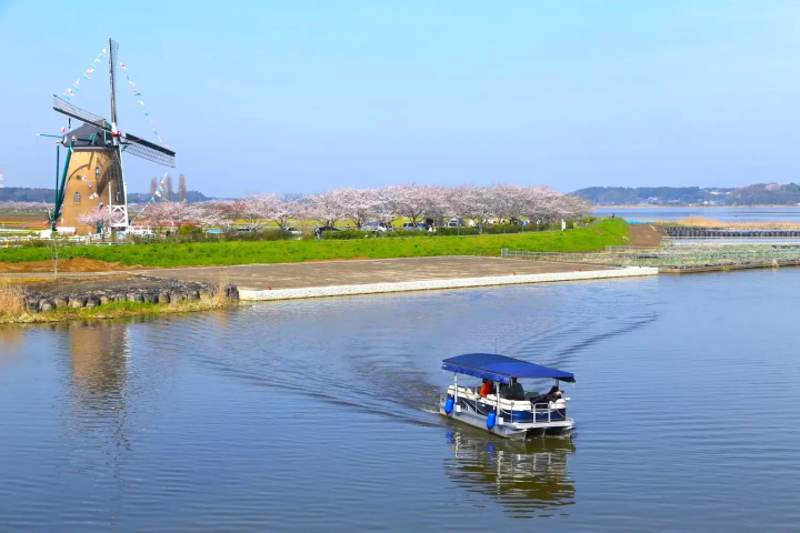 Sakura Tulip Festa 2025