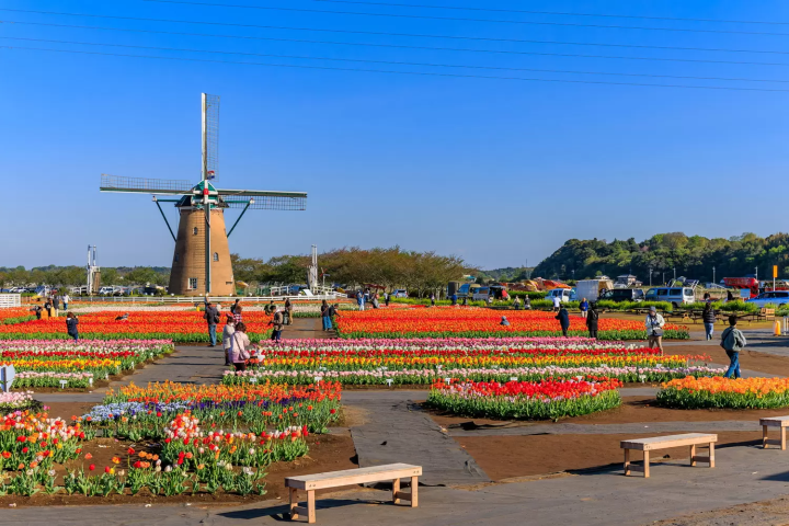 Sakura Tulip Festival
