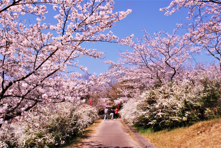【平草原】©和歌山県観光連盟<br>