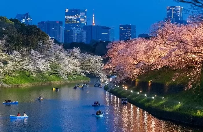 Tokyo s Chiyoda Cherry Blossom Festival 2025 Illuminations Events 