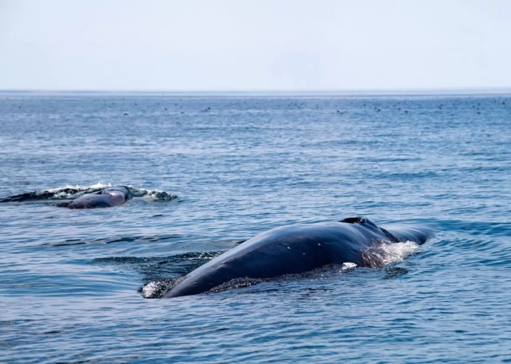 網走自然巡遊鯨魚 