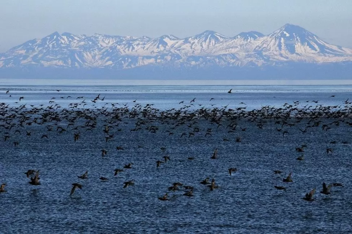 網走自然巡航海鷗 